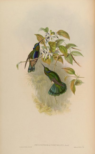 Petasophora coruscans by John Gould
